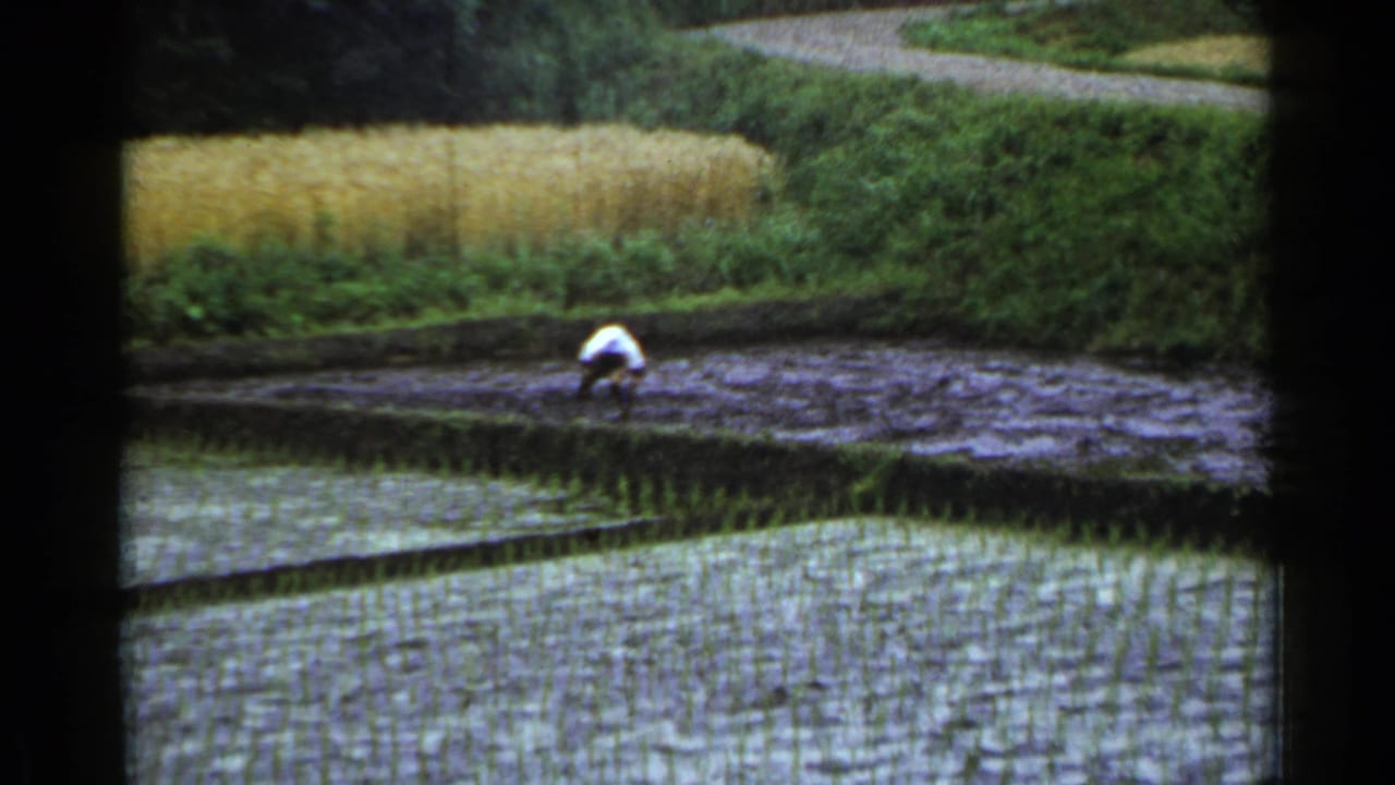 Farmer bends over in a muddy rice paddy beside flooded rows and green hillside vegetation.
