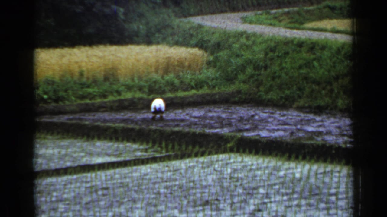 Distant farmer works in a muddy field above patterned flooded rice rows.