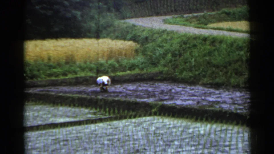 Vintage 8mm frame from Japan in 1953 showing a farmer working low to the ground beside flooded rice rows and a green terraced embankment.