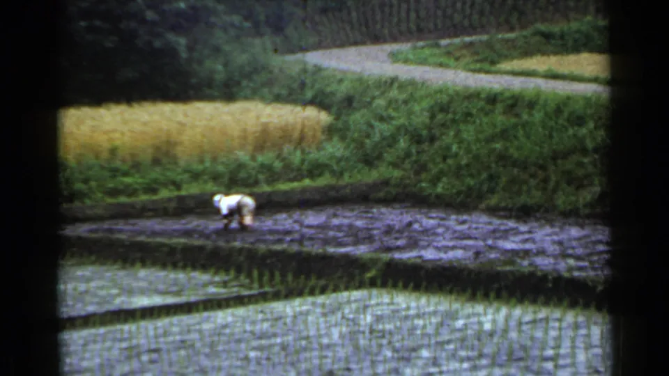 1953 Japan 8mm frame showing a farmer bent over in the paddy, surrounded by muddy water, planted rows, dense greenery, and a pale dirt road.