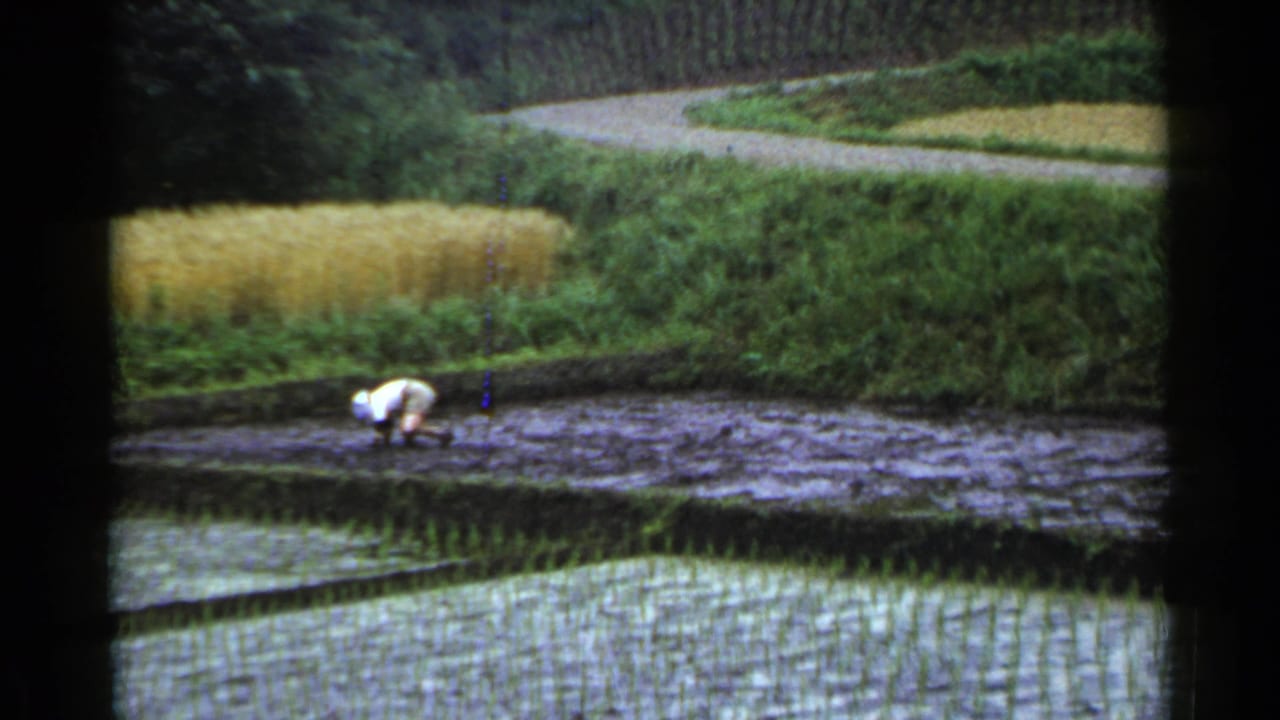 A distant worker plants in muddy water beside rows of young rice plants and terraced fields.