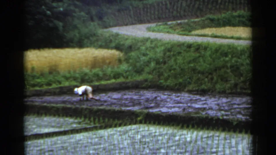 The 1953 Japan footage shows a man working low in a wet rice paddy, with planted rows in the foreground and a golden field behind.