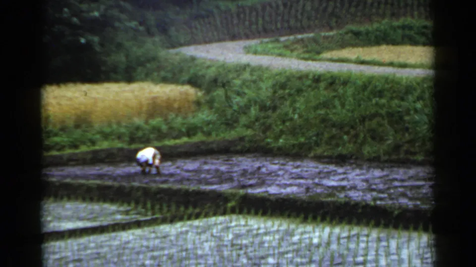 A distant worker continues hand planting in a flooded rice paddy in Japan, with terraces, seedlings, and a winding path visible in soft 8mm color.