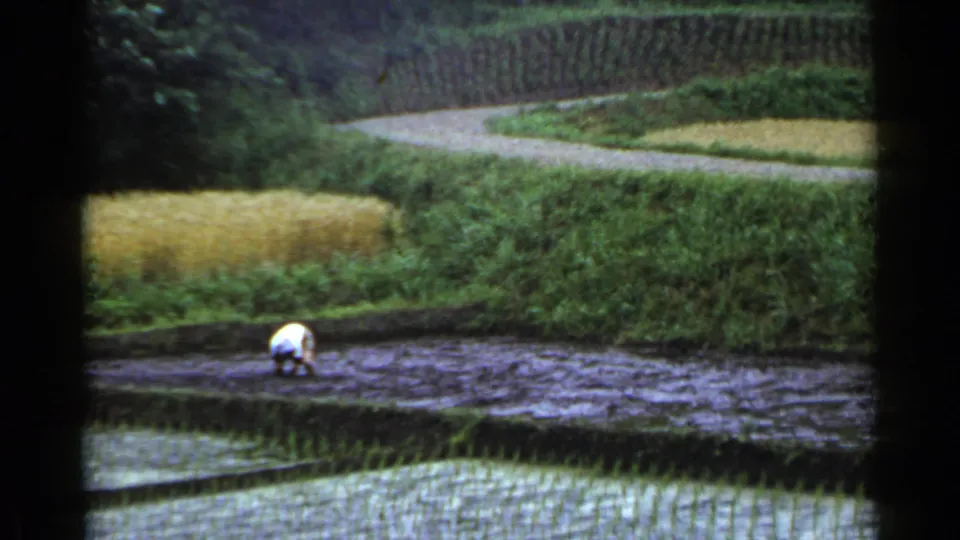 1953 Japan home-movie frame of a worker bent over in a muddy rice paddy below green terraces and a pale dirt path.