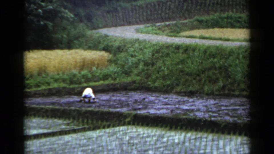 1950s Japan home-movie view of a farmer bent over in a muddy paddy, with planted rows and terraced crops visible around the field.