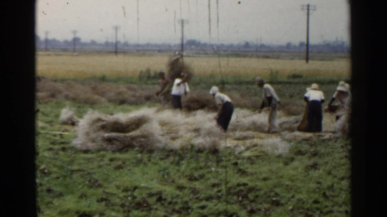 Farm workers gather and thresh straw in a green field with utility poles beyond.