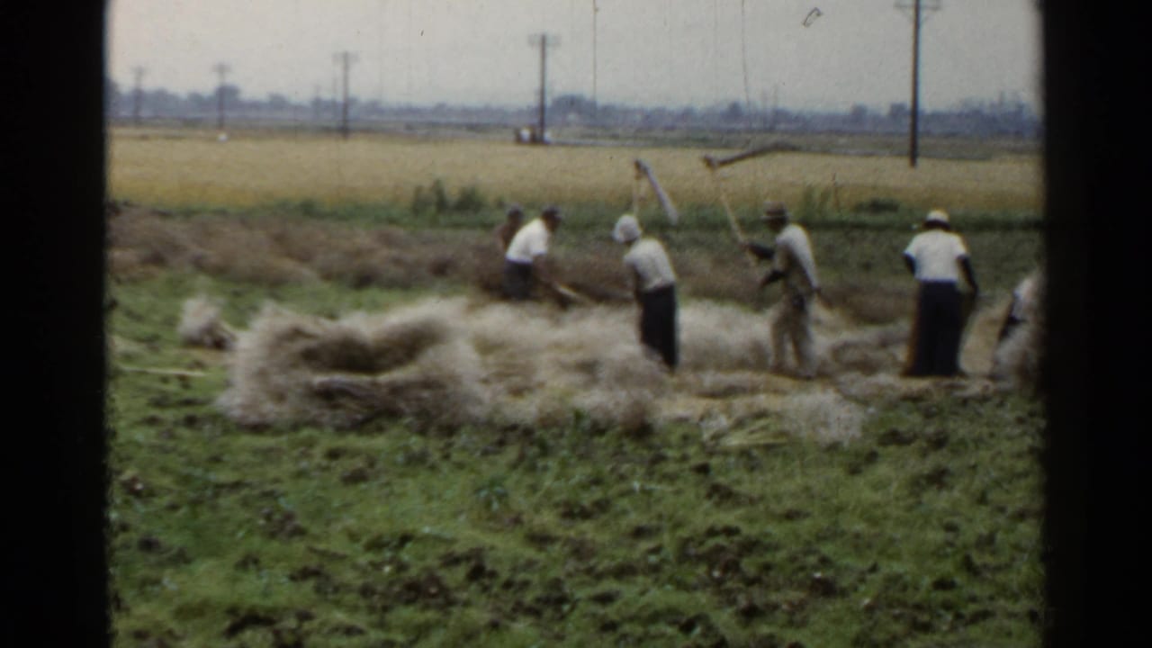 1953 Japan rural harvest scene with men and women working by hand around loose rice straw under a pale sky.