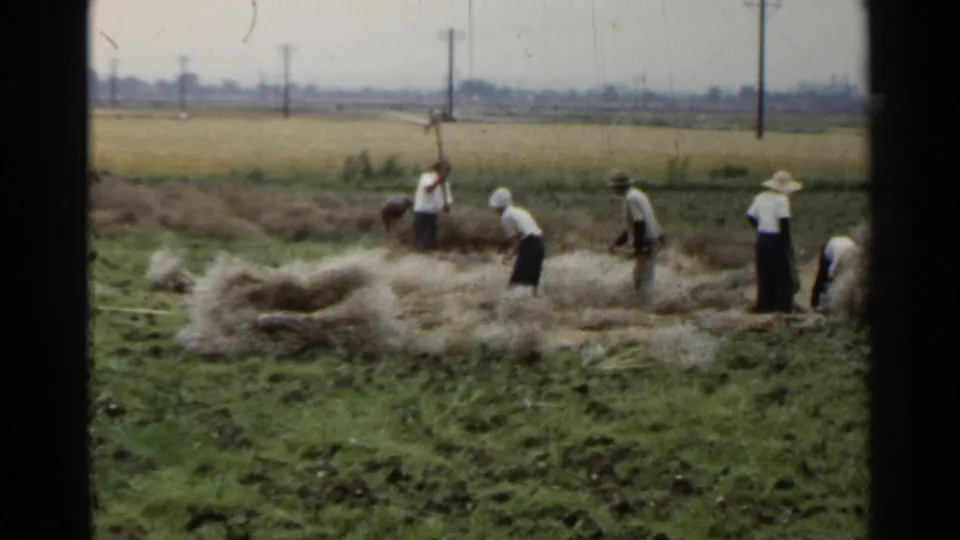1953 Japan 8mm frame showing workers in hats and work clothes handling rice straw beside green field rows.