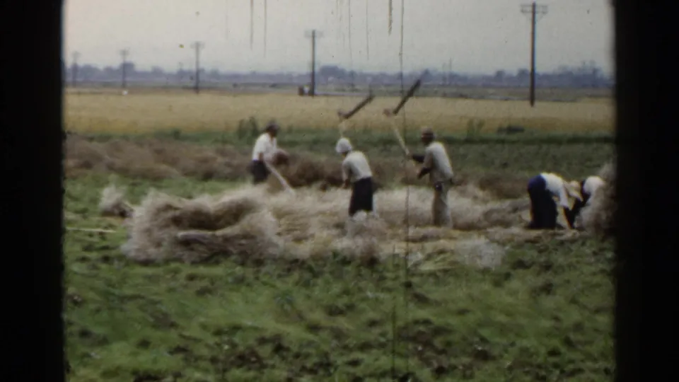 1953 Japan home-movie frame of rural workers spread across a rice field, bending and lifting straw by hand.