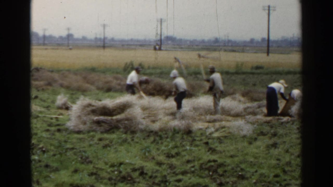 Farm workers gather hay or straw in an open field with utility poles behind them.
