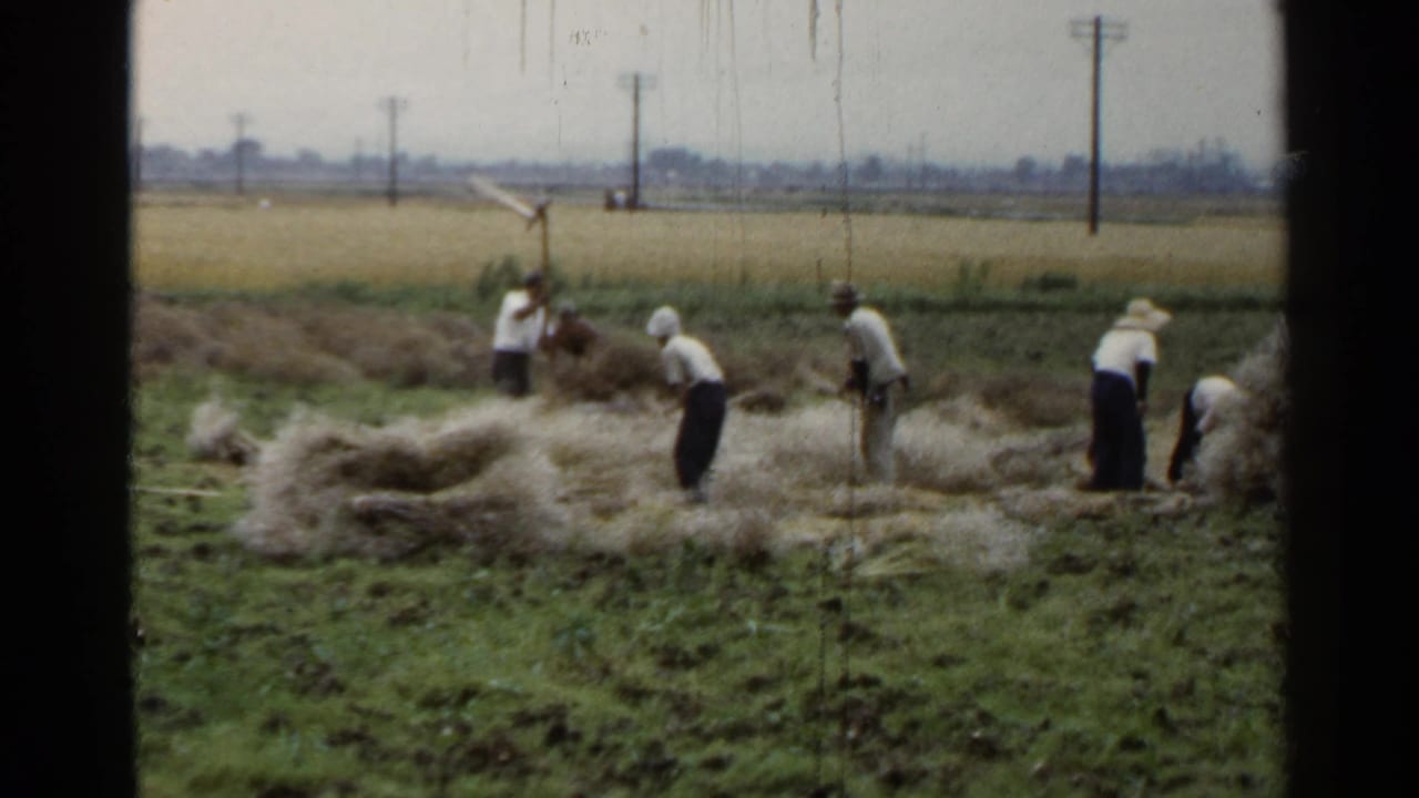 Several people work around hay or straw piles in a wide field with poles in the distance.