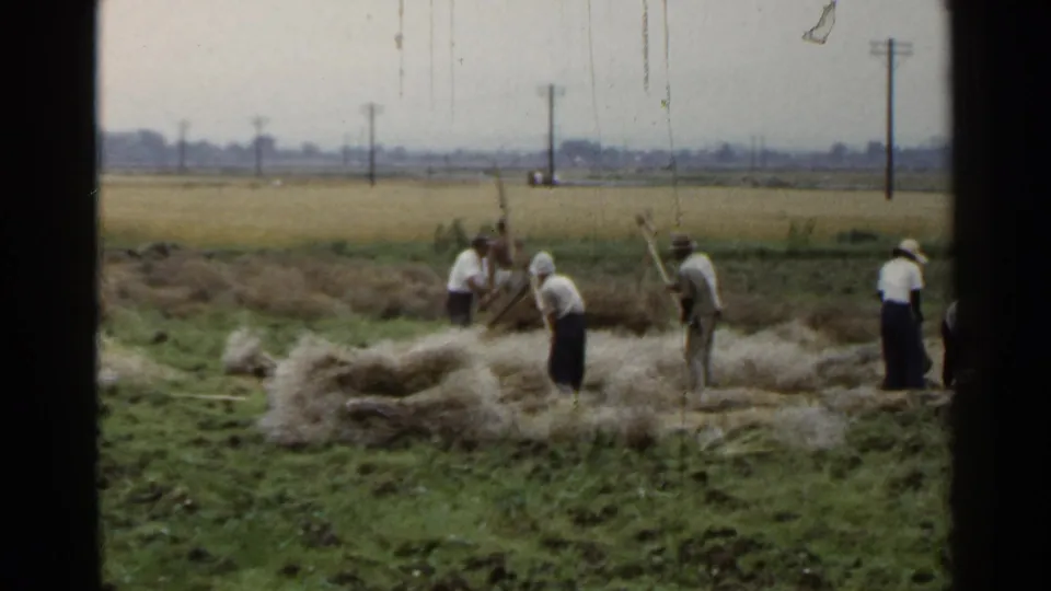 Final 1953 Japan 8mm frame showing field workers spread across hay or straw piles, with utility poles and open farmland beyond.