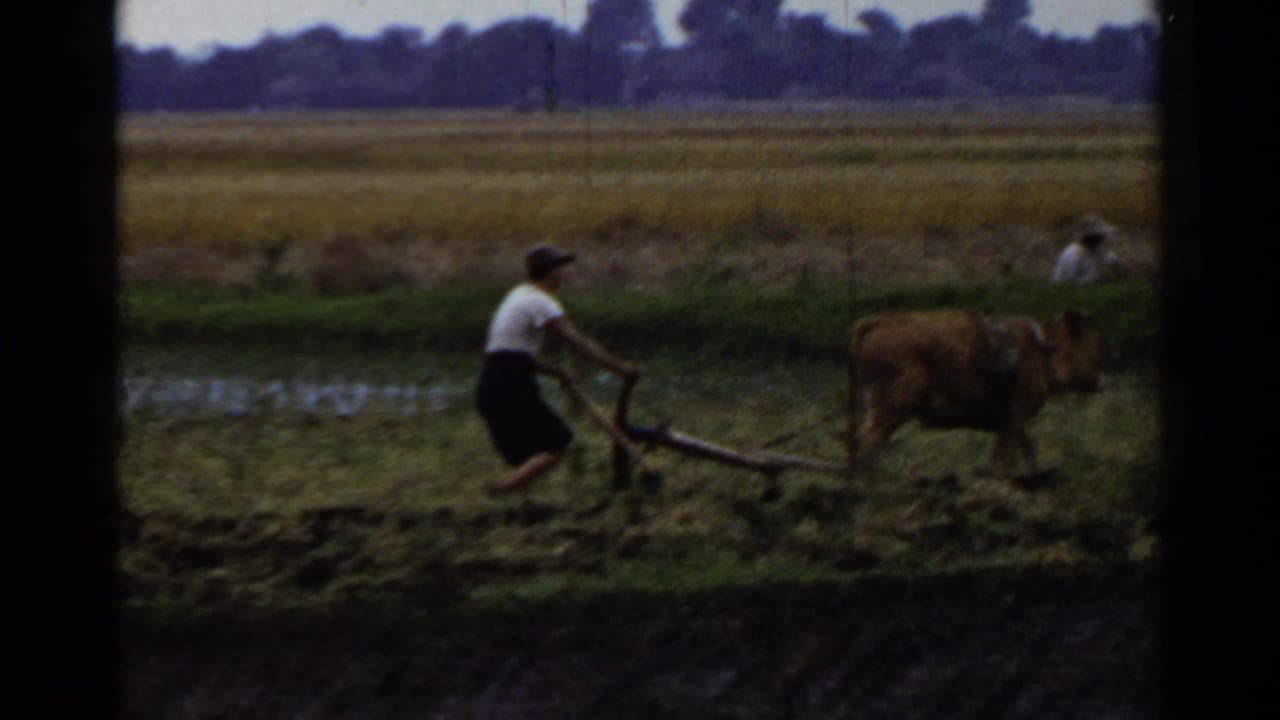 In 1953 Japan, a farmer in a white shirt guides an ox-drawn plow along a muddy field while distant workers sit or gather material near hay piles.