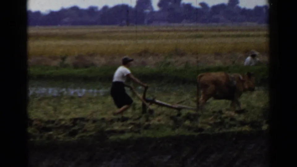 In 1953 Japan, a farmer in a white shirt guides an ox-drawn plow along a muddy field while distant workers sit or gather material near hay piles.