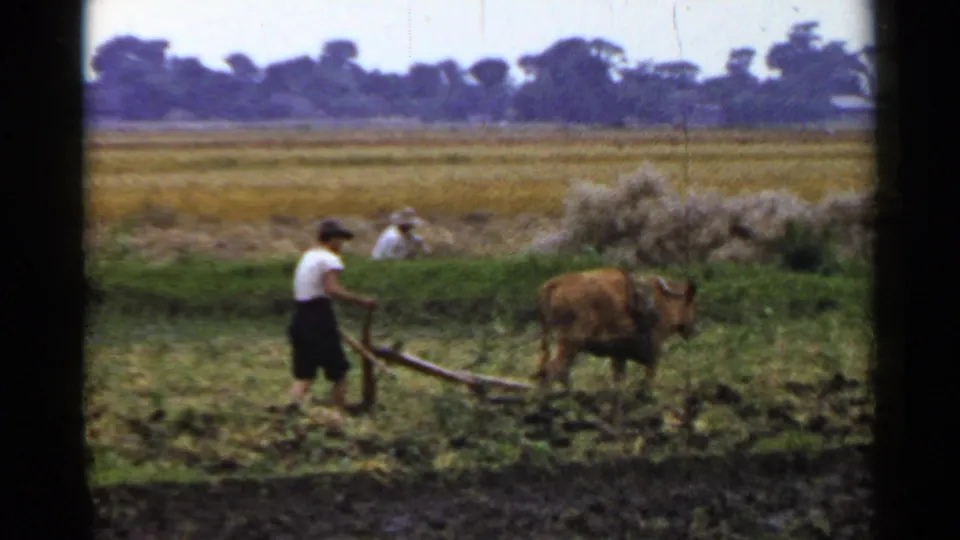 The farmer keeps pace behind the ox-drawn plow in a muddy Japanese field, with pale hay piles and workers visible beyond the green field edge.