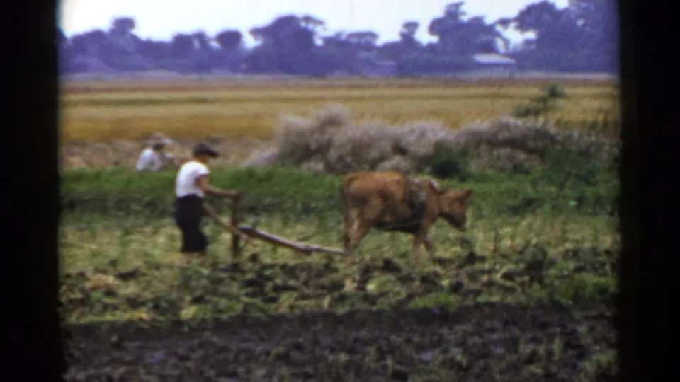 A brown ox moves across the muddy field with the farmer guiding the plow behind it, framed by hay piles, green field edges, and a distant tree line.