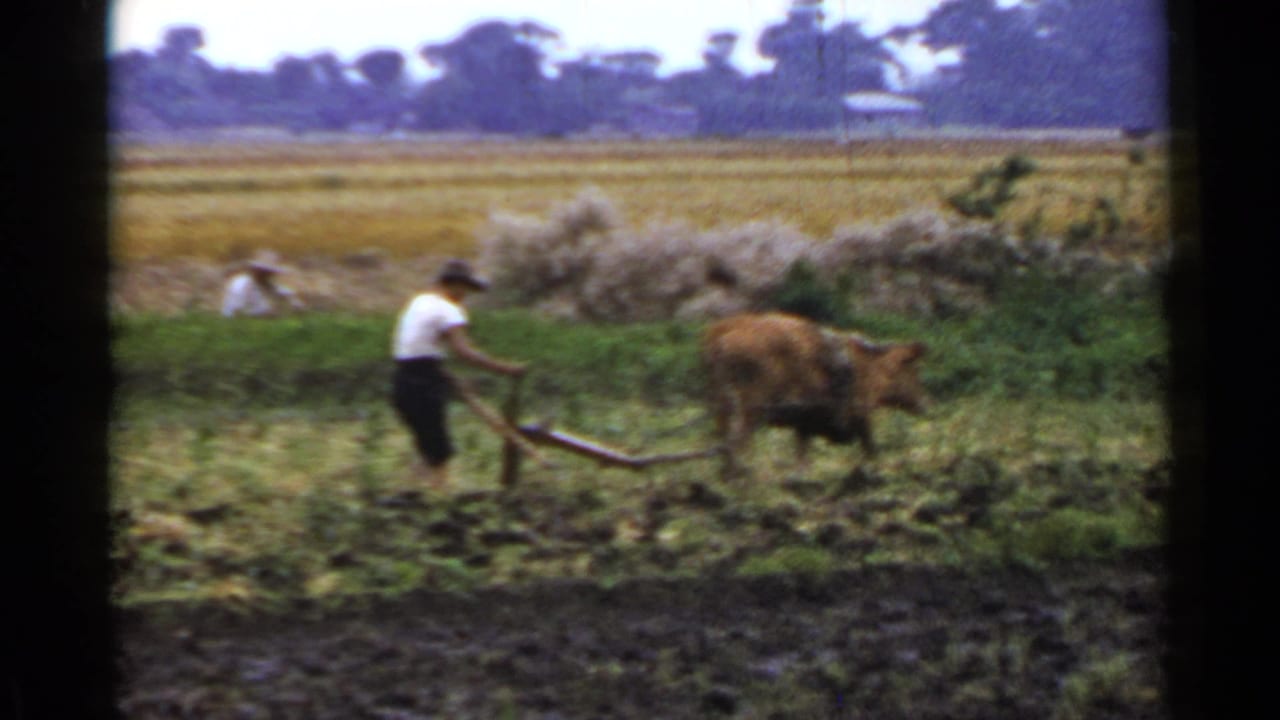Farmer guides a brown ox pulling a wooden plow through a muddy field.