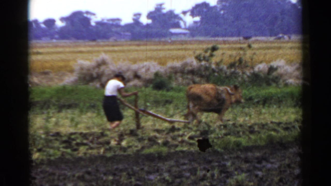 A 1953 Japan home-movie frame shows a farmer handling a wooden plow behind a brown ox in a wet field.