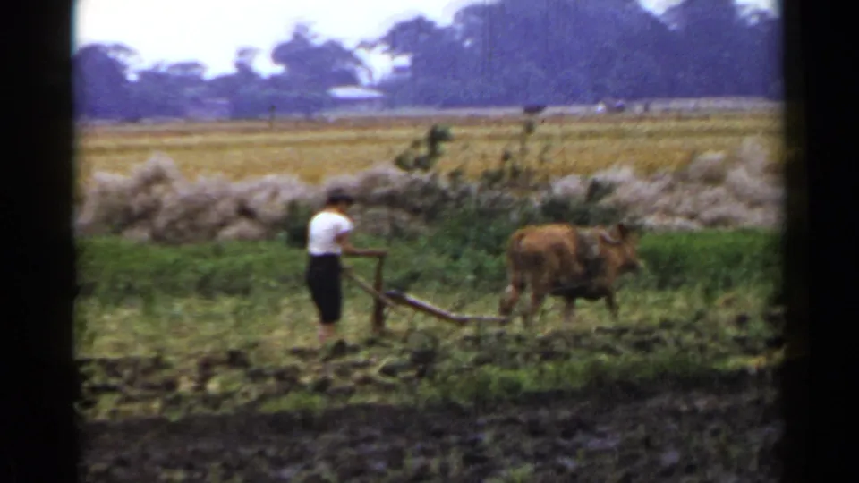 A farmer in rural Japan, 1953, works behind an ox-drawn wooden plow with paddies and trees behind the field.