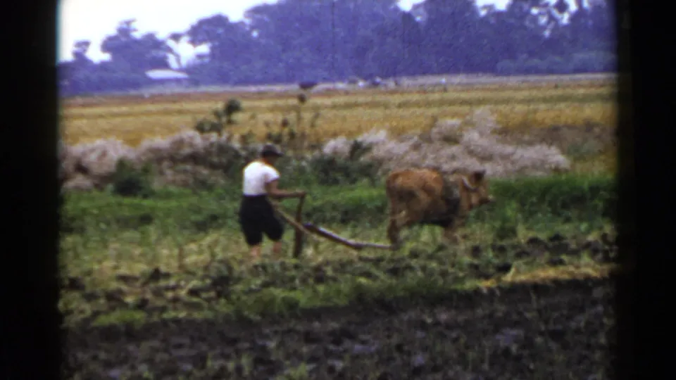 The farmer and brown ox continue plowing a rural Japanese field in this 1953 8mm home-movie frame.