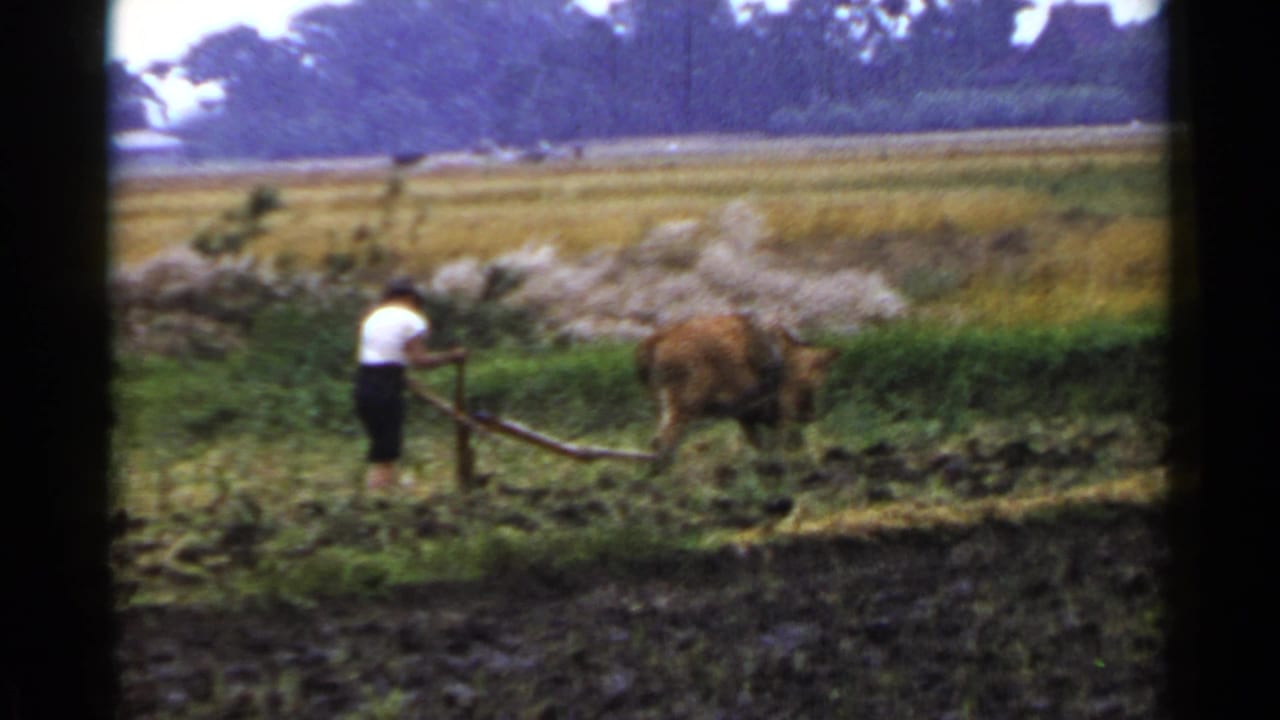 Farmer guiding a brown bovine and wooden plow through a muddy field.