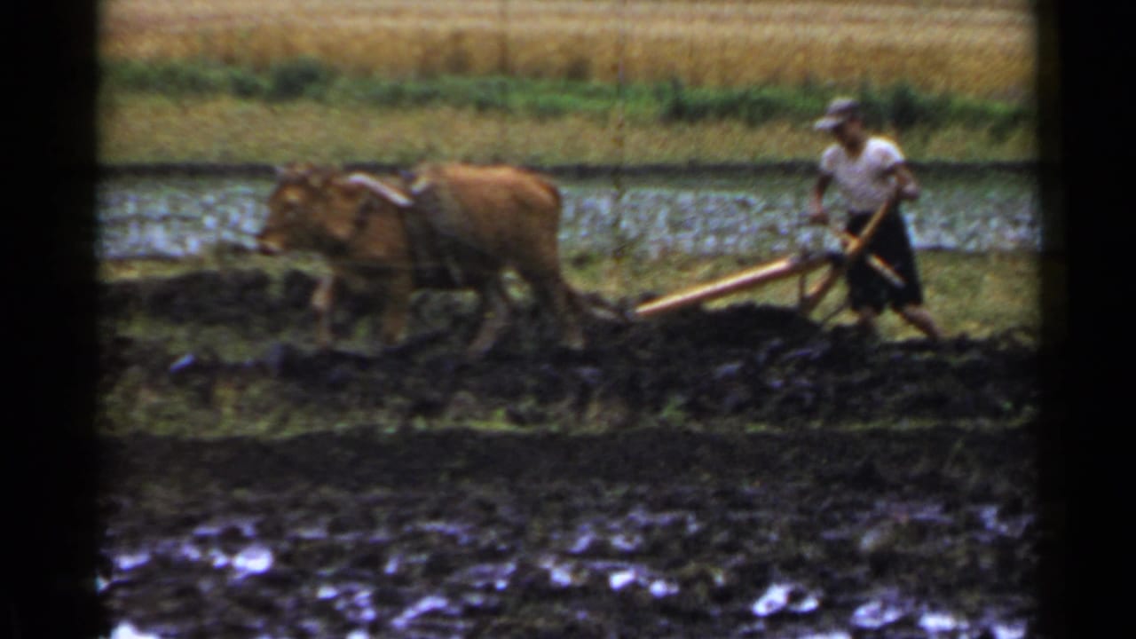 Farmer walking behind a bovine-drawn plow in a wet paddy.