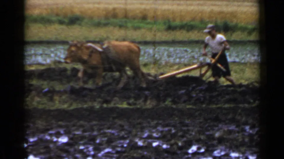 A farmer in Japan guides a wooden plow behind a brown bovine across a waterlogged paddy field.