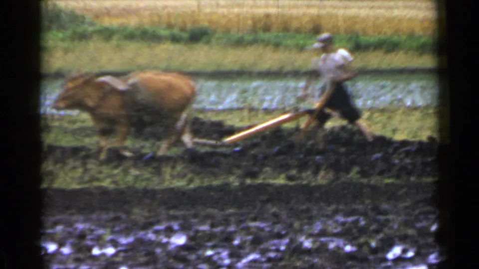 The brown draft animal moves left across the paddy as the farmer follows, holding the long wooden plow.