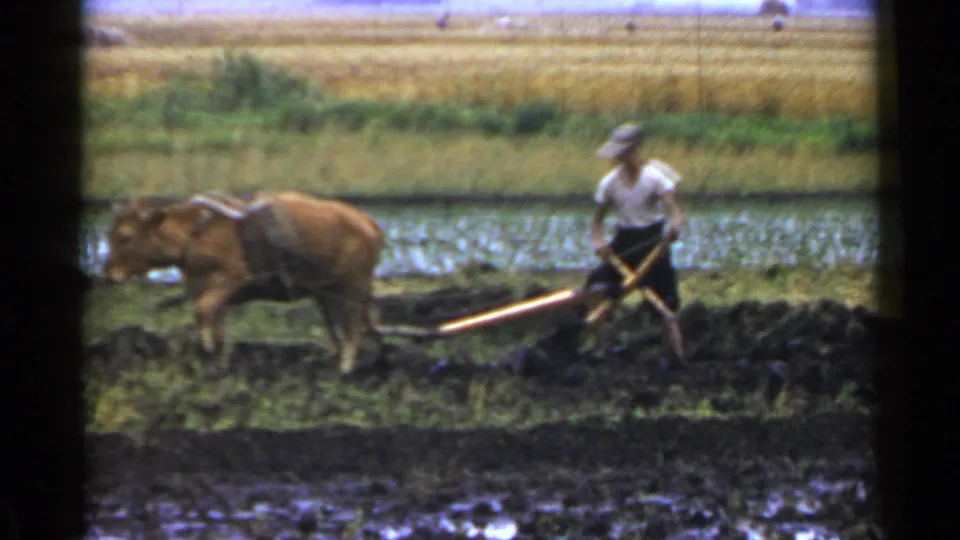 A farmer in a white shirt and dark shorts steers the plow while the bovine crosses the muddy Japanese paddy.