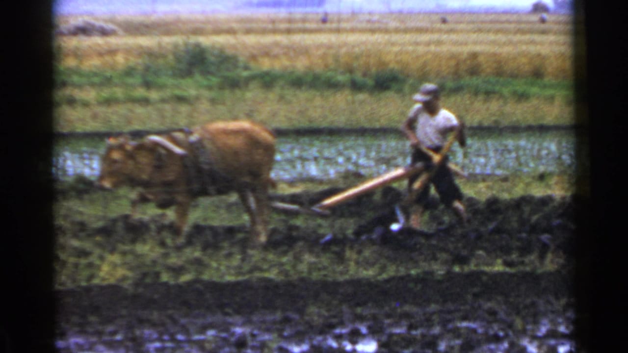 Farmer guides an ox-drawn plow through a muddy rice paddy.