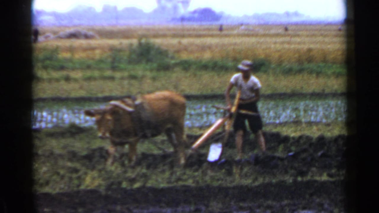 Ox pulls a wooden plow while the farmer walks behind in the paddy.