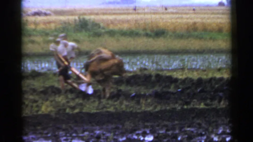 The farmer appears to adjust the ox and plow at the muddy edge of a flooded paddy in Japan, 1953.