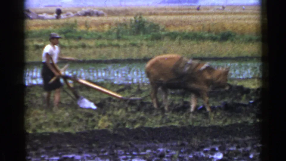 A farmer holds the wooden plow as the ox moves along the muddy paddy border in Japan, 1953.