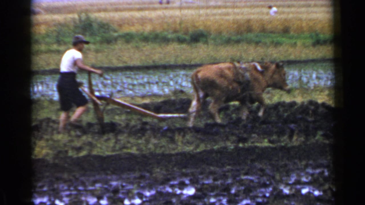 Man guides a wooden plow behind a brown bovine in a muddy rice paddy.