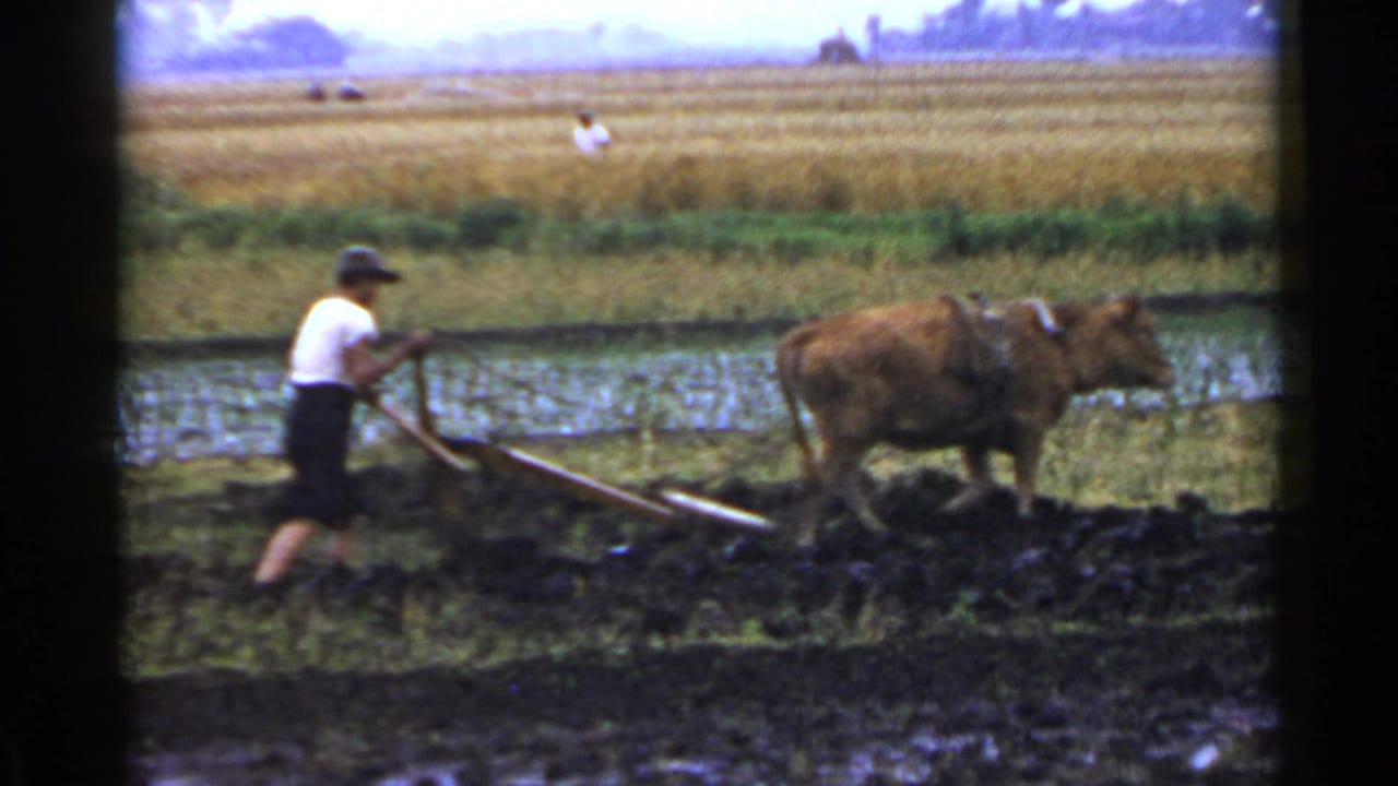 The man guides the wooden plow while the brown bovine moves across the muddy rice paddy, with fields and distant figures behind them.
