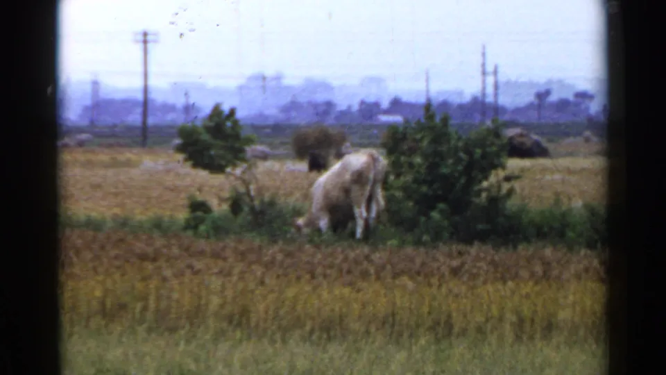A wider 1953 Japan field view shows a pale bovine near shrubs, harvested-looking crops, distant haystacks, and utility poles.