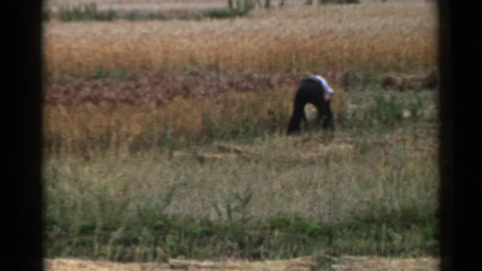 1953 Japan home-movie frame showing a distant person in dark clothing bending over while working among grain and tall grass.