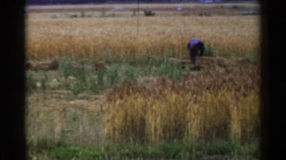 1953 Japan rural field scene with a distant worker bending near tall grain, green grasses, and faint background structures.