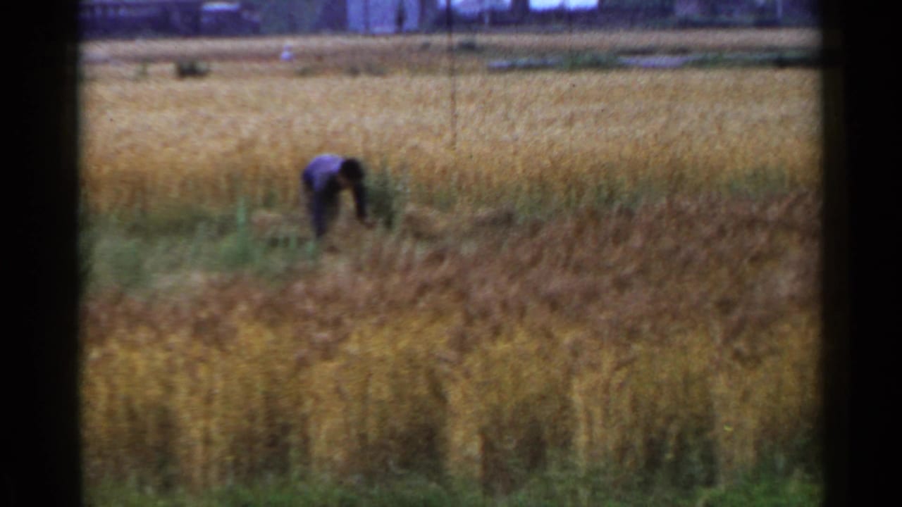 Worker bends over in a golden field with distant structures beyond the crops.