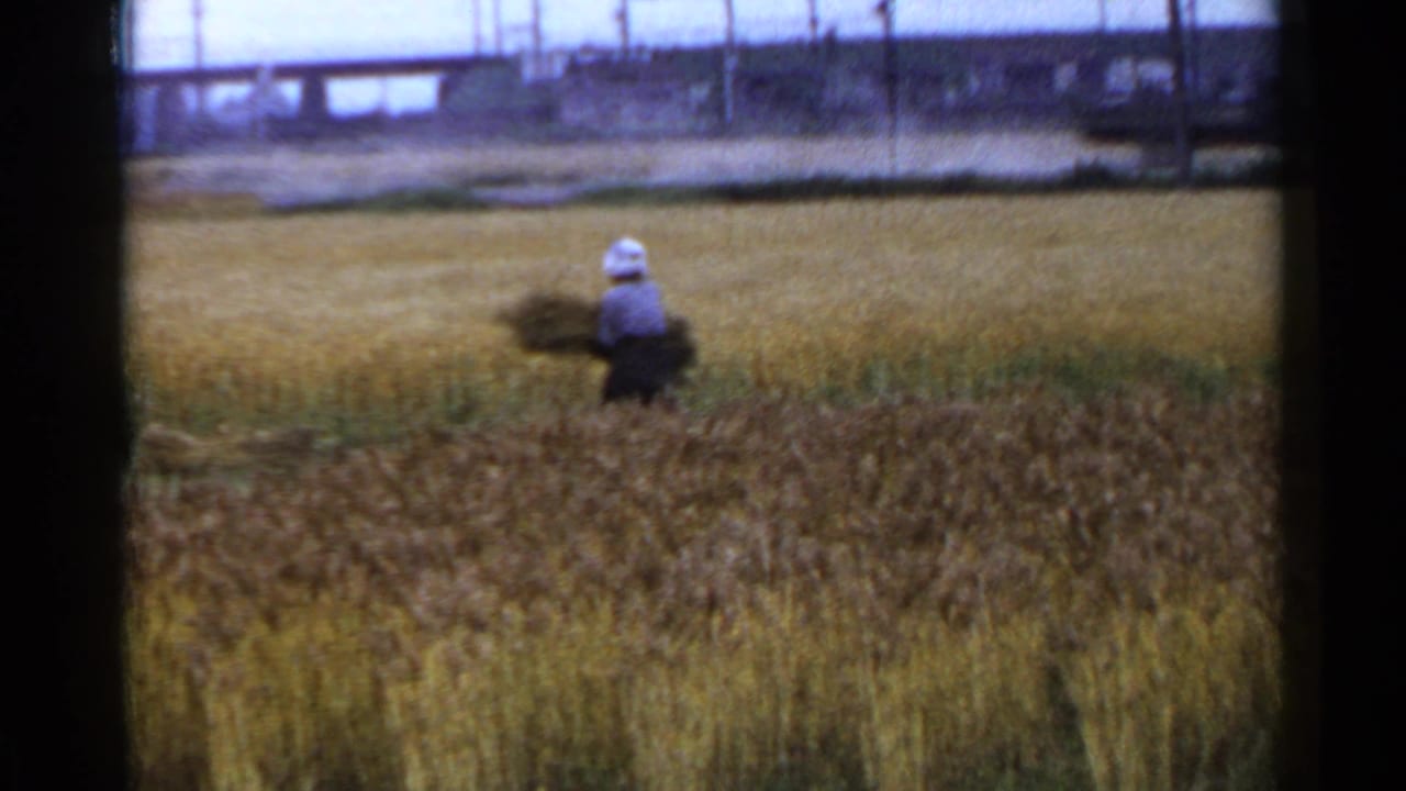 Worker in a light head covering carries or gathers crops in a golden field.