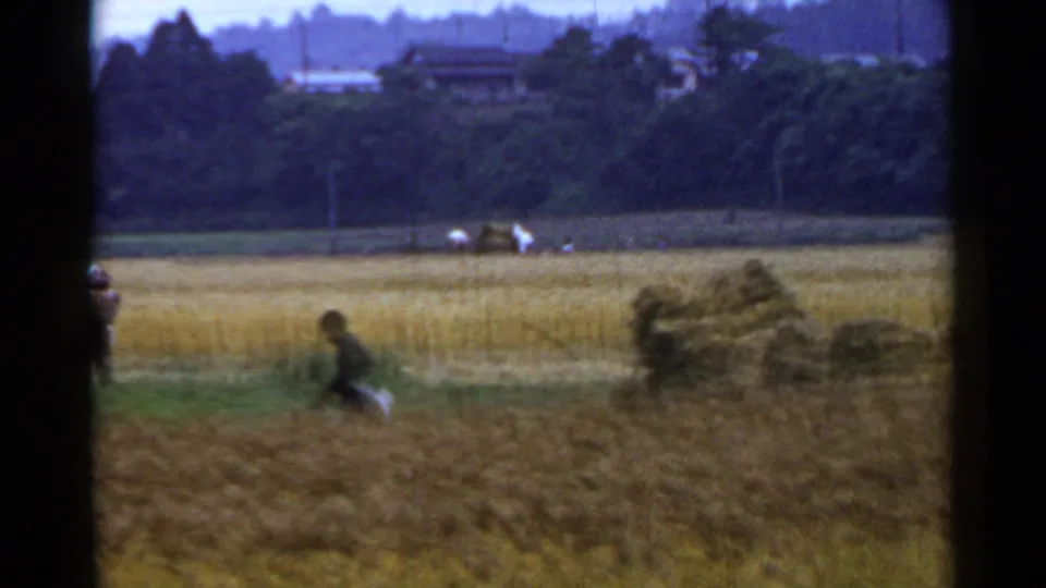 A distant worker moves across a harvested field in 1953 Japan, with bundled sheaves, a tree line, and small vehicles beyond.