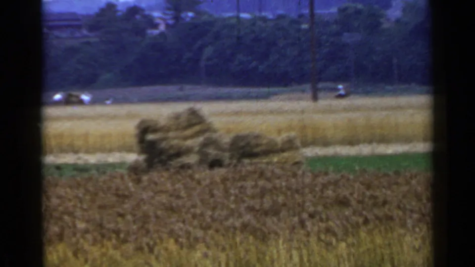 Stacked harvested sheaves stand in a Japanese field, with golden crops, a dark tree line, utility poles, and small distant vehicles.