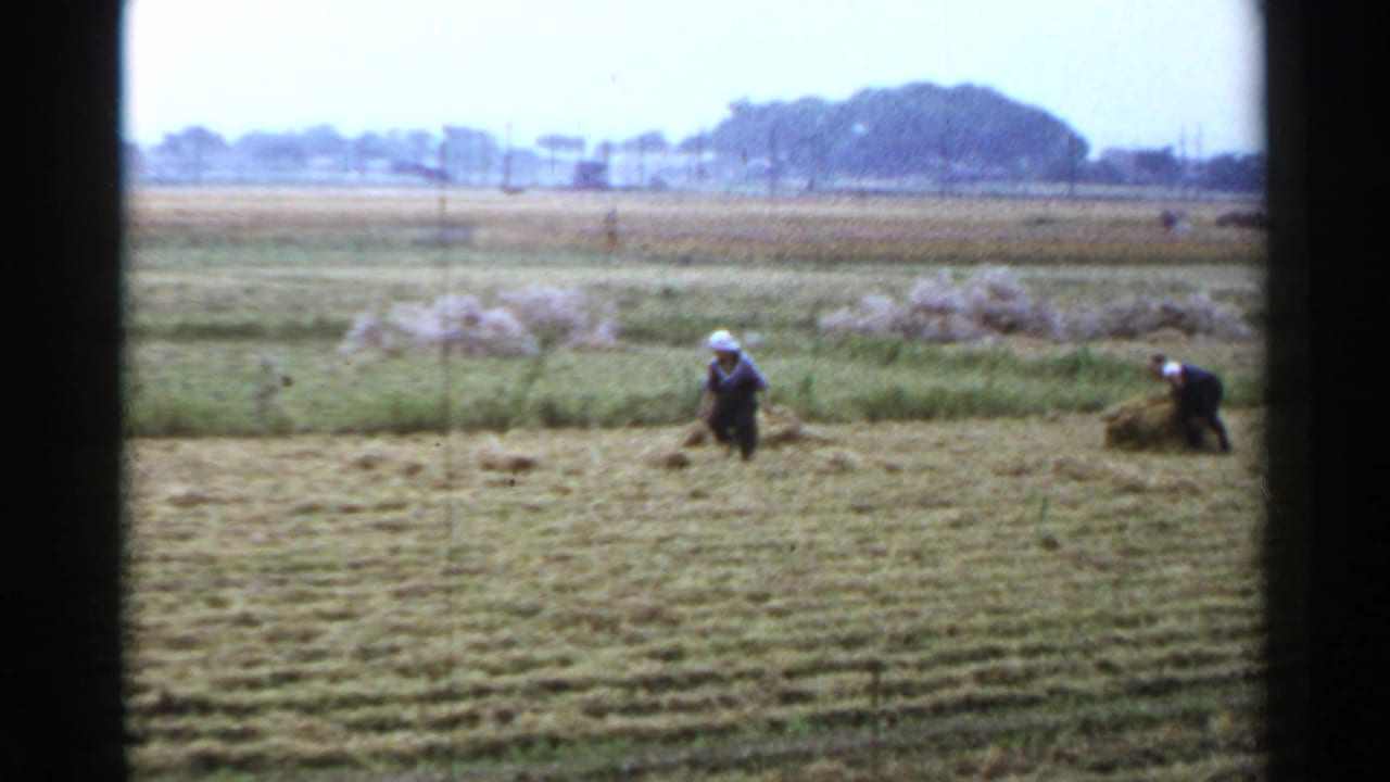 Two workers gather crop bundles in a wide rural field with distant trees and poles.