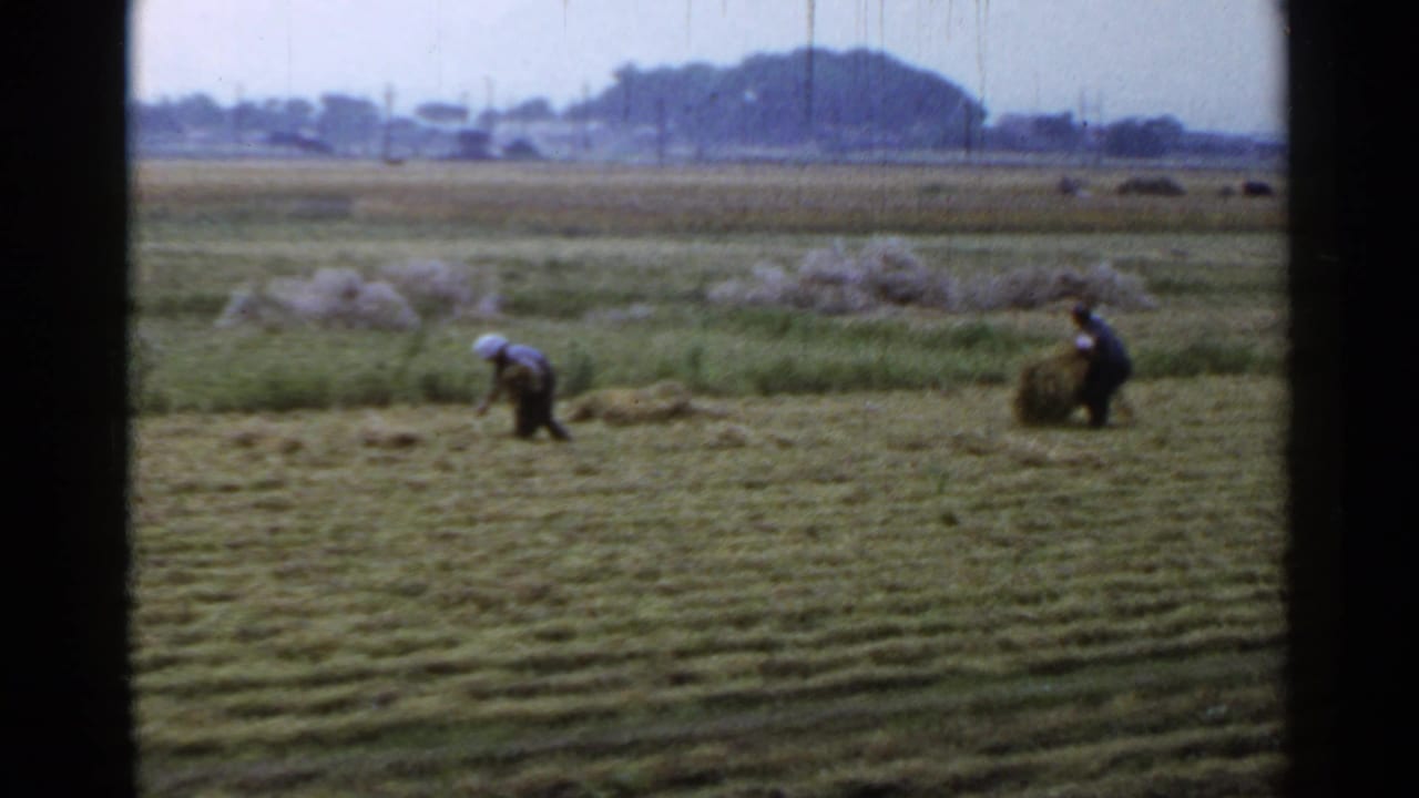 Workers gather and carry large bundles across a harvested field.
