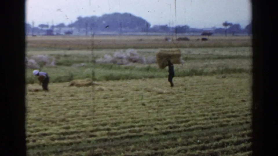 In the 1953 Japan harvest footage, one farmer bends low while another carries a heavy bundle across the rural field.