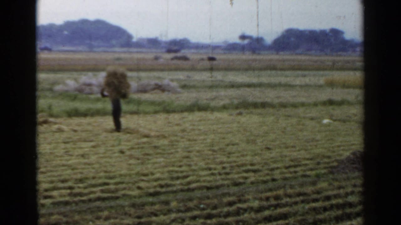 Worker carrying a large bundle across a flat harvested field.