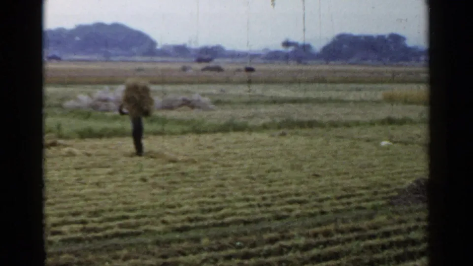 1953 Japan home-movie frame showing a distant worker carrying a bundle through rows of cut grass in an open rural field.