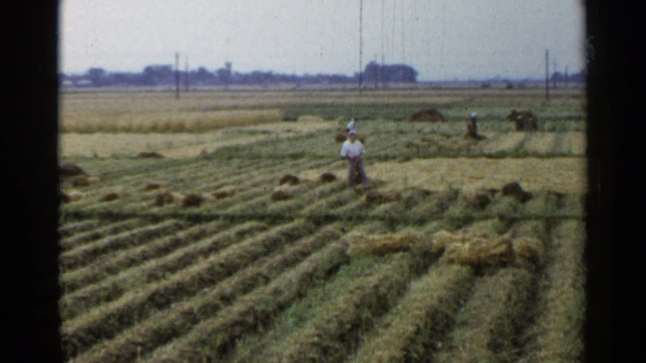 1953 Japan rural harvest scene with workers spaced across rows of cut grass and small hay bundles under a pale sky.