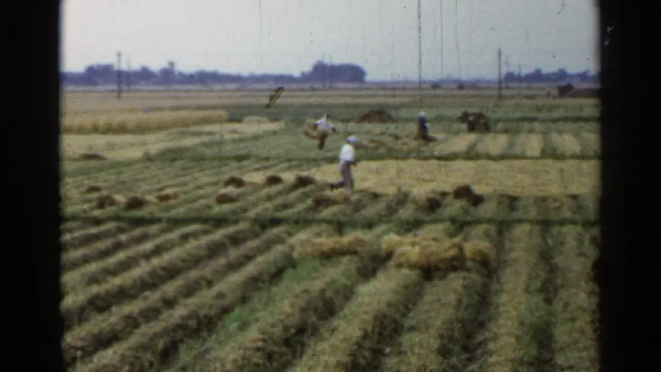 1953 Japan 8mm frame showing farm workers collecting hay or cut grass in parallel field rows with trees on the horizon.