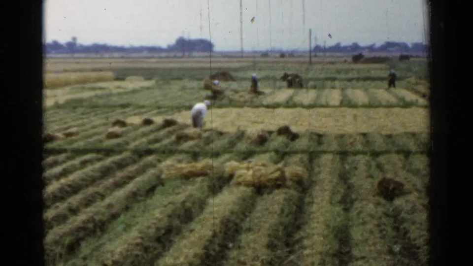 1953 Japan home-movie view of a broad rural field where workers gather bundles among rows of cut grass.